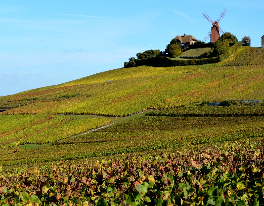 Cycling holiday in Champagne Vineyards