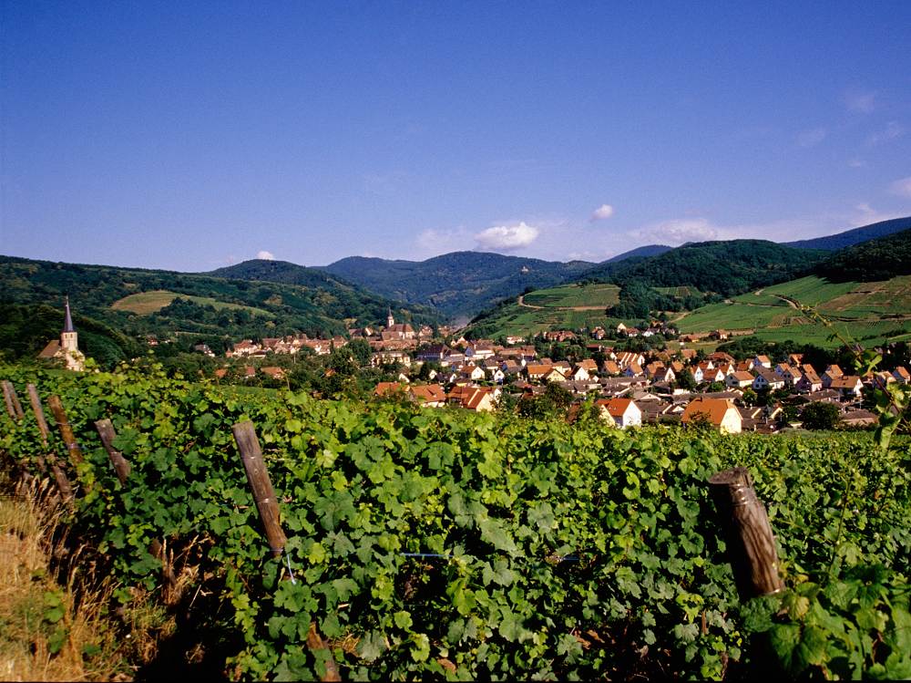 Randonnée à vélo des vins d'Alsace. Célèbre route des vins !