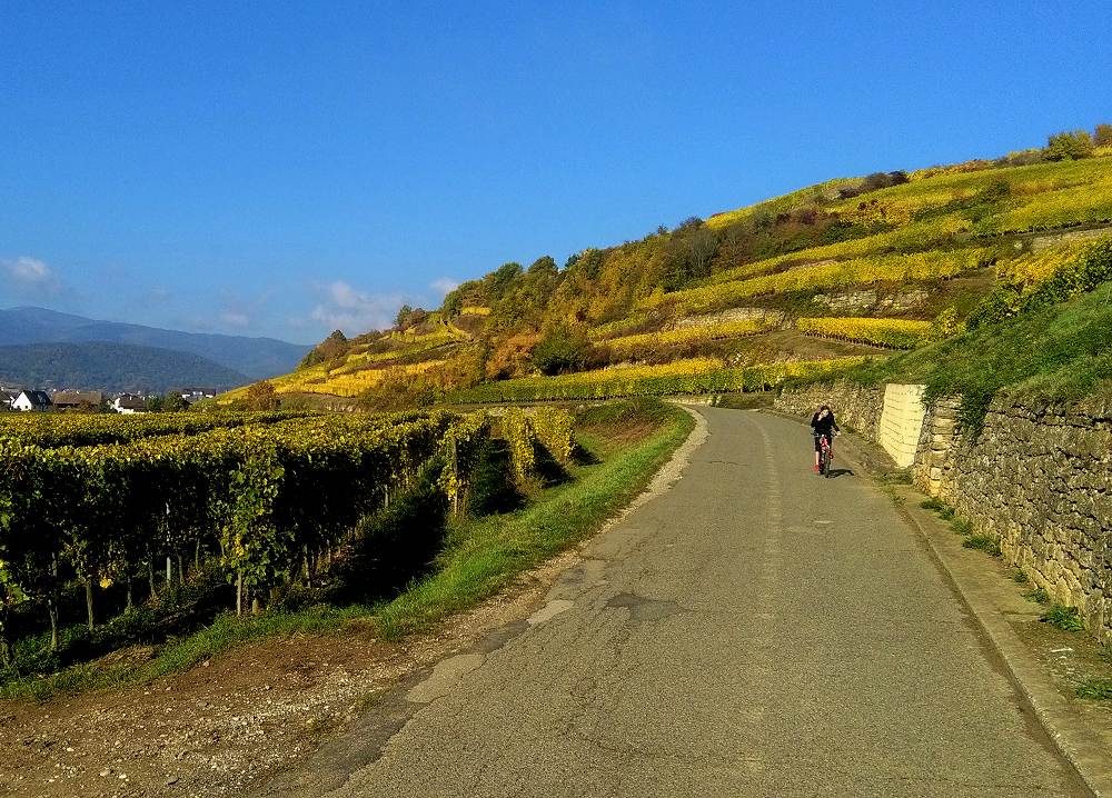 Randonnée à vélo des vins d'Alsace. Célèbre route des vins !