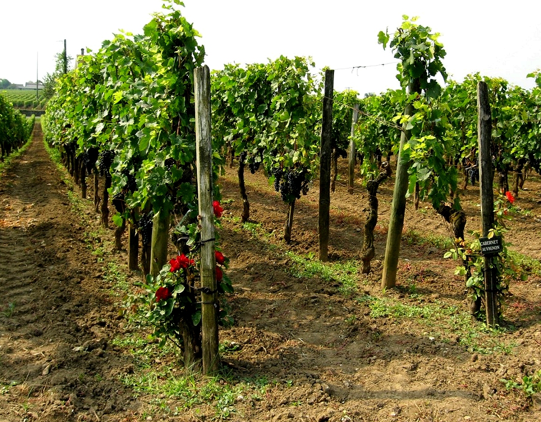 Group travel in Bordeaux and Saint-Emilion vineyards