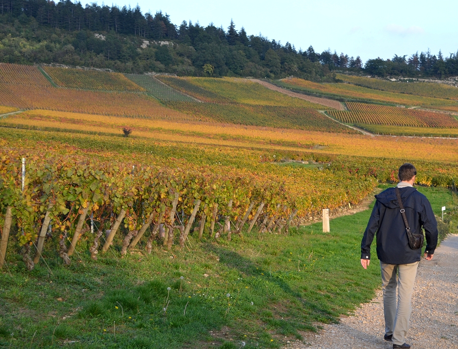 Randonnée pédestre en Bourgogne et ses célèbres vignobles