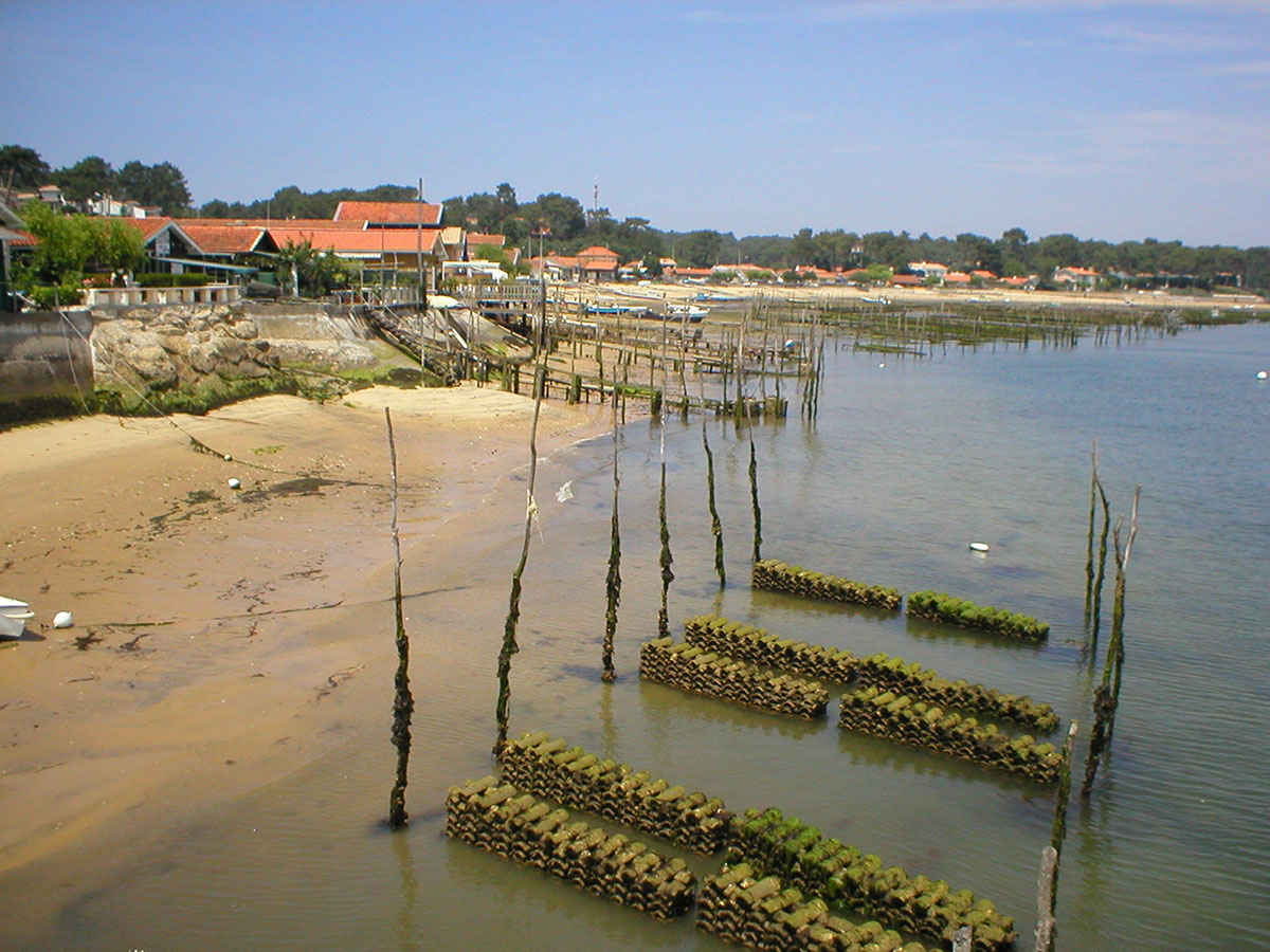 Bordeaux Cycling tour from the vineyard to the ocean and Arcachon